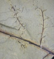 Rhacophyton